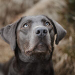 Entzückende graue Labrador Hündin mit eindringlich grünen Augen posiert für die Kamera - treuer Blick und Charme vereint in einem Bild.