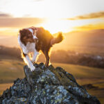 Prachtvoller Australian Shepherd Rüde posiert auf einem Basaltstein während eines atemberaubenden Sonnenuntergangs, umgeben von der roten Glut des Himmels