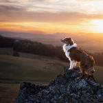 Stolzer Australian Shepherd Rüde posiert majestätisch auf einem Felsen am Hohen Dörnberg, umgeben von einer atemberaubenden Himmelsröte - beeindruckendes Bild eines treuen Begleiters in einer zauberhaften Landschaft.