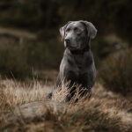 Graue Labrador-Hündin posiert am Oderteich im Harz und schaut verträumt von der Kamera weg