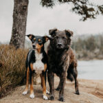 Zwei liebevolle Tierschutzhunde stehen eng aneinander auf einem Stein am Oderteich im Harz und schauen erwartungsvoll in Richtung der Kamera