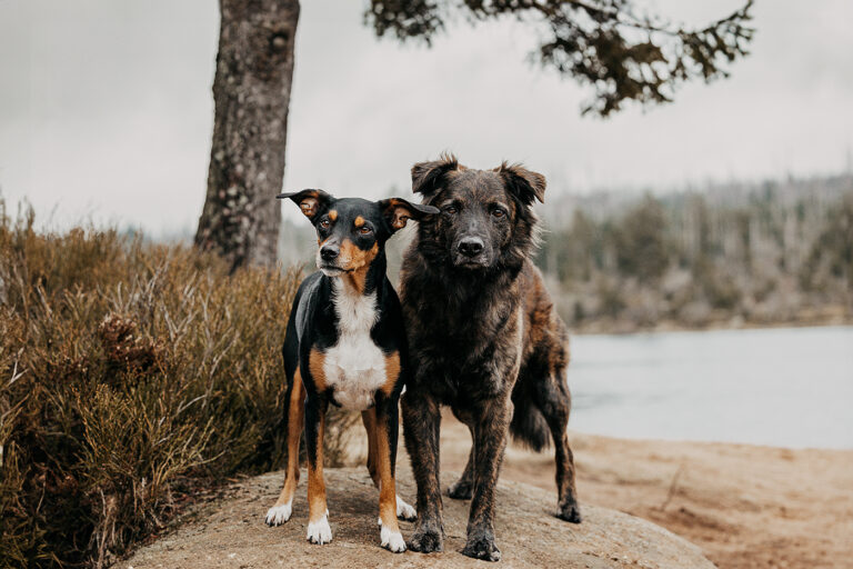 Zwei liebevolle Tierschutzhunde stehen eng aneinander auf einem Stein am Oderteich im Harz und schauen erwartungsvoll in Richtung der Kamera