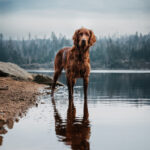 Anmutige Irish Setter Dame steht im ruhigen Wasser des Oderteichs im Harz