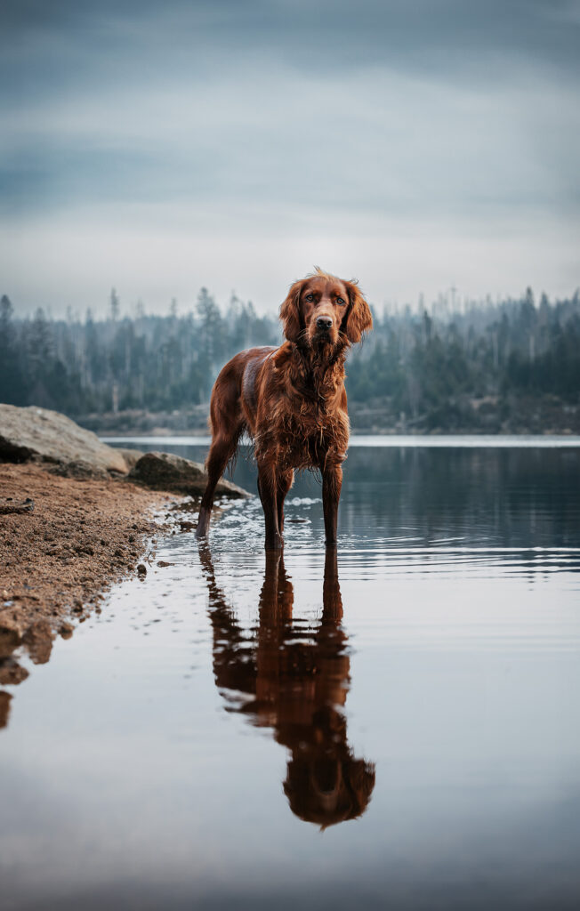 Anmutige Irish Setter Dame steht im ruhigen Wasser des Oderteichs im Harz