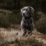 Graue Labrador Hündin blickt aufmerksam in die Ferne, während sie am Oderteich im Harz steht