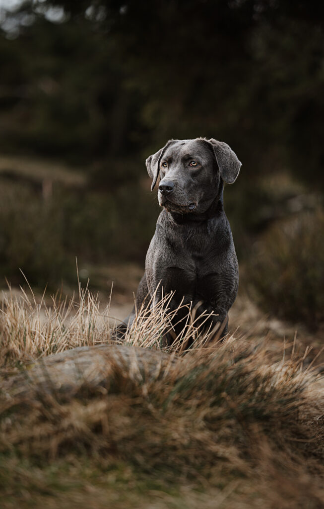 Graue Labrador Hündin blickt aufmerksam in die Ferne, während sie am Oderteich im Harz steht