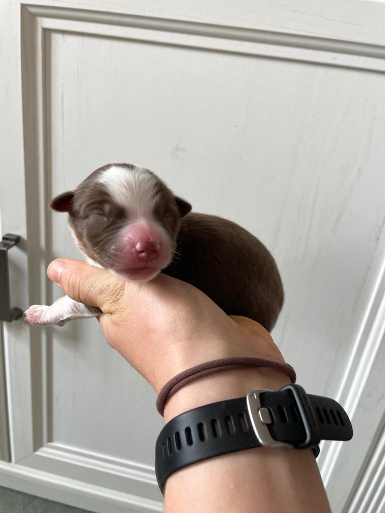 Neugeborener Red Tri Australian Shepherd Welpe mit geschlossenen Augen liegt in einer Hand