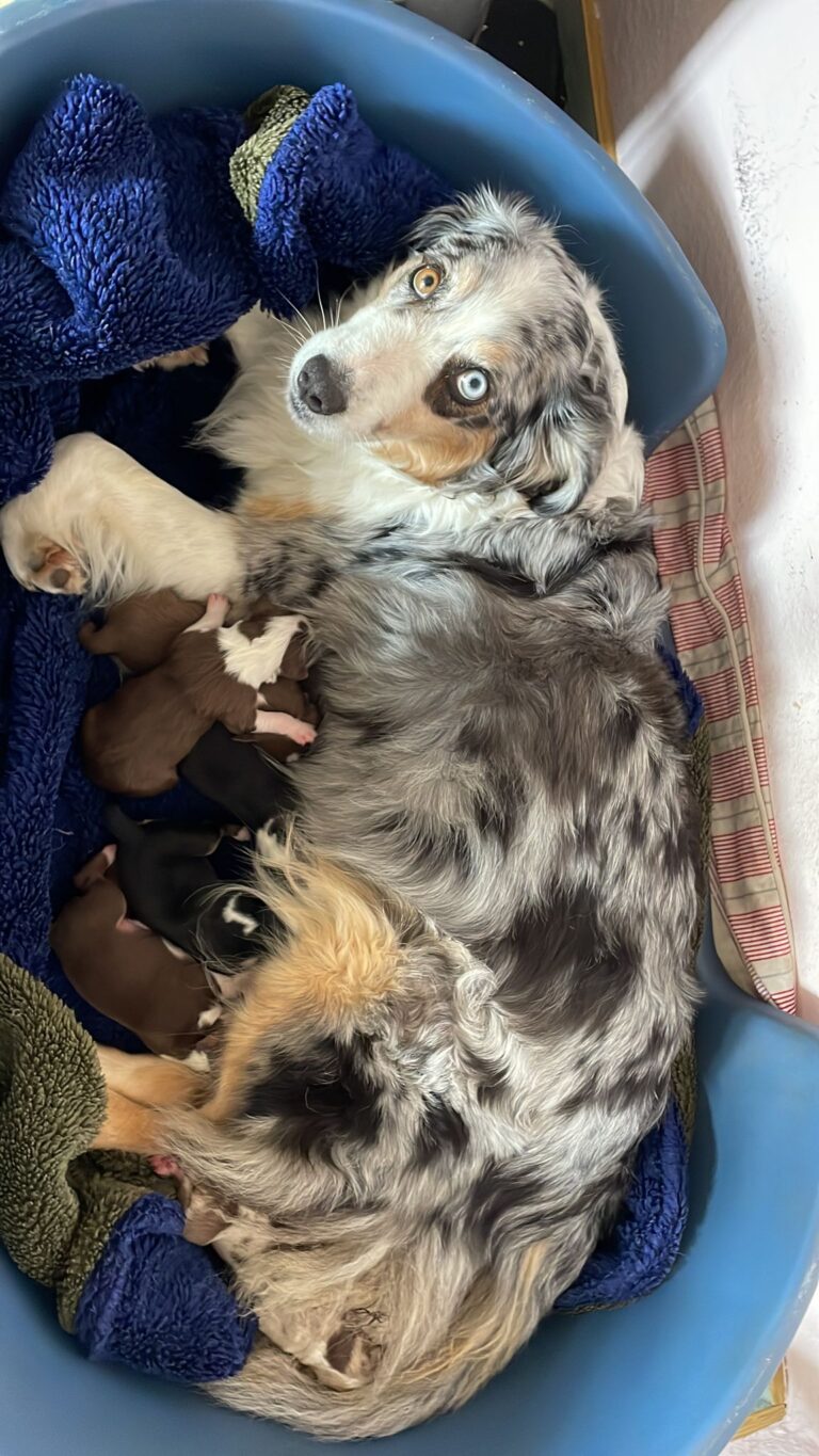 Blue Merle Australian Shepherd Hündin säugt ihre sieben Aussie Welpen