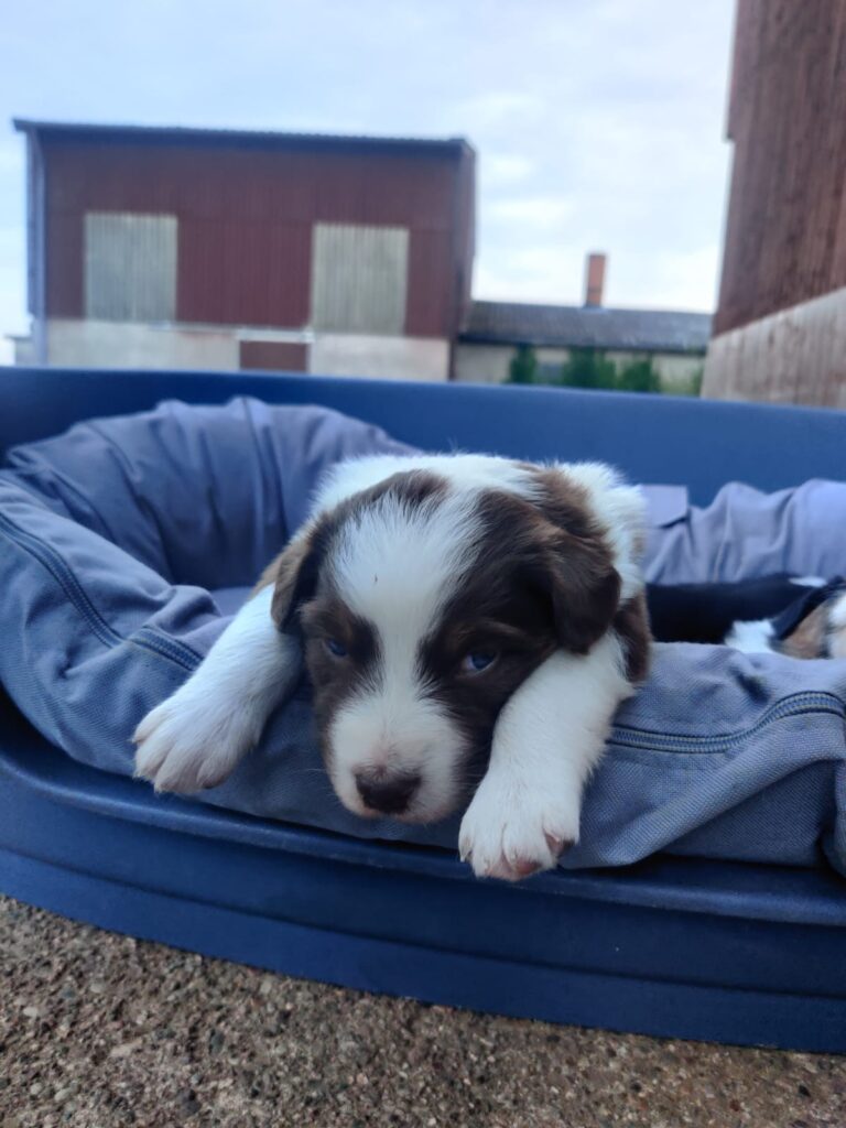 Red Tri Aussie Welpe hängt müde im Hundekörbchen, die Vorderbeine locker darüber