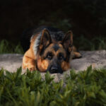 Schöner Deutscher Schäferhund mit intensivem Blick