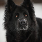 Schöner schwarzer Altdeutscher Schäferhund mit braunen Augen beim Schneeshooting