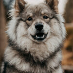 Porträt einer schönen Eurasier Hündin, die aufmerksam in die Kamera schaut