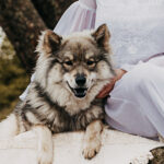 Portrait einer Eurasier Hündin auf einem Fels am Oderteich im Harz, kuschelt mit Frau im weißen Shootingkleid