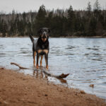 Rottweiler Hündin steht erwartungsvoll im Wasser am Oderteich im Harz mit einem großen Stock