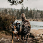 Zwei Tierschutzhunde am Oderteich im Harz, laufen frech auf die Kamera zu, perfekter Hundeblick