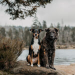 Zwei liebevolle Tierschutzhunde sitzen eng aneinander auf einem Stein am Oderteich im Harz und schauen erwartungsvoll in Richtung der Kamera