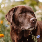 Älterer brauner Labrador mit grauer Schnauze sitzt zufrieden in einer Wildblumenwiese