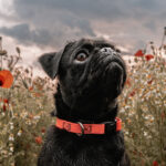 Schwarzer Retro-Mops steht nach einem Regenschauer in einer Mohnblüte in Germerode