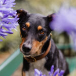 Aufgeweckte Tierschutzhündin genießt das Fotografieren vor einer traumhaften Blumenpracht auf der Blumeninsel in Kassel