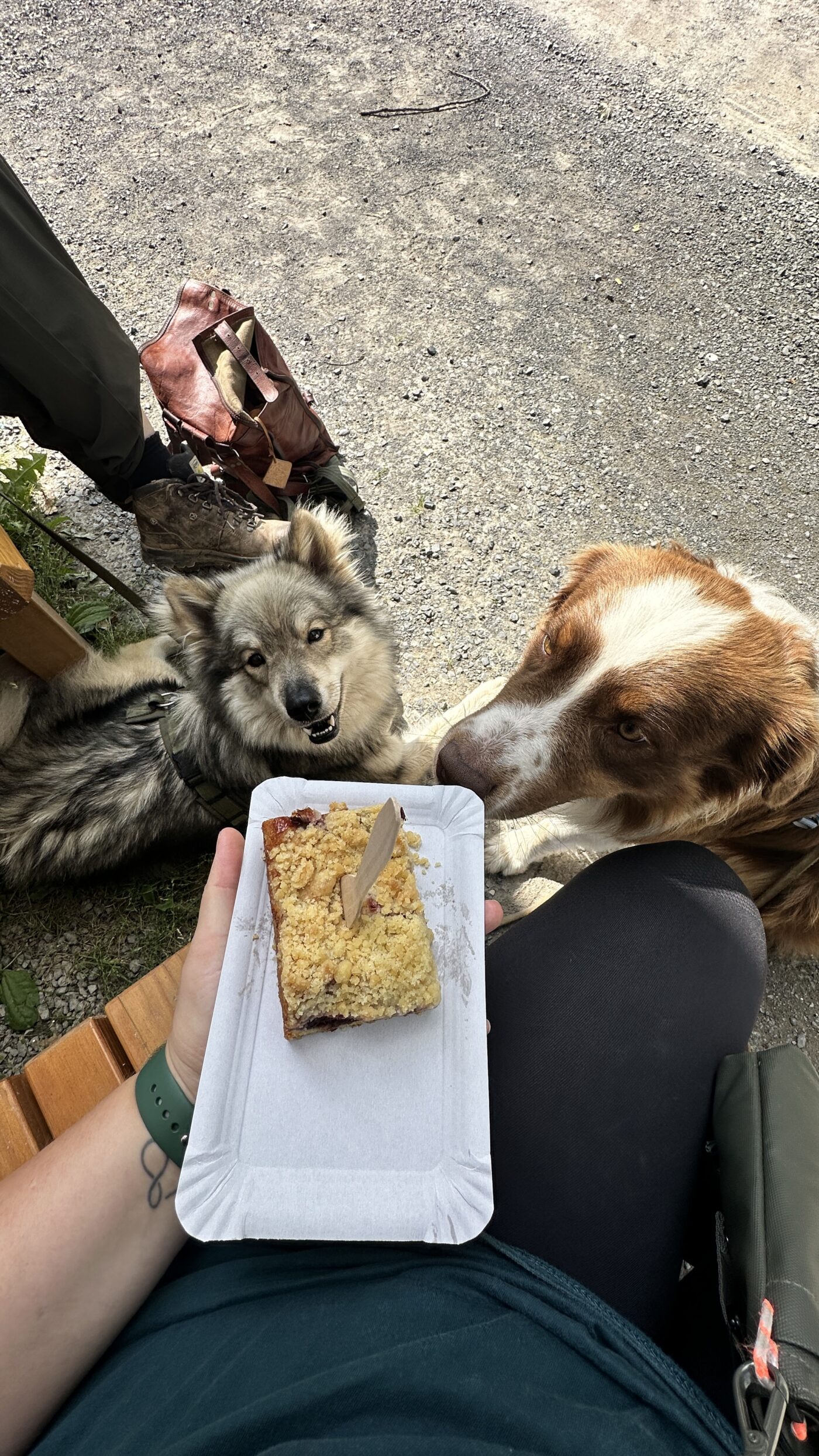 Leckerer Kuchen und Kaffee zum Abschluss der Führung im Tierpark Sababurg.