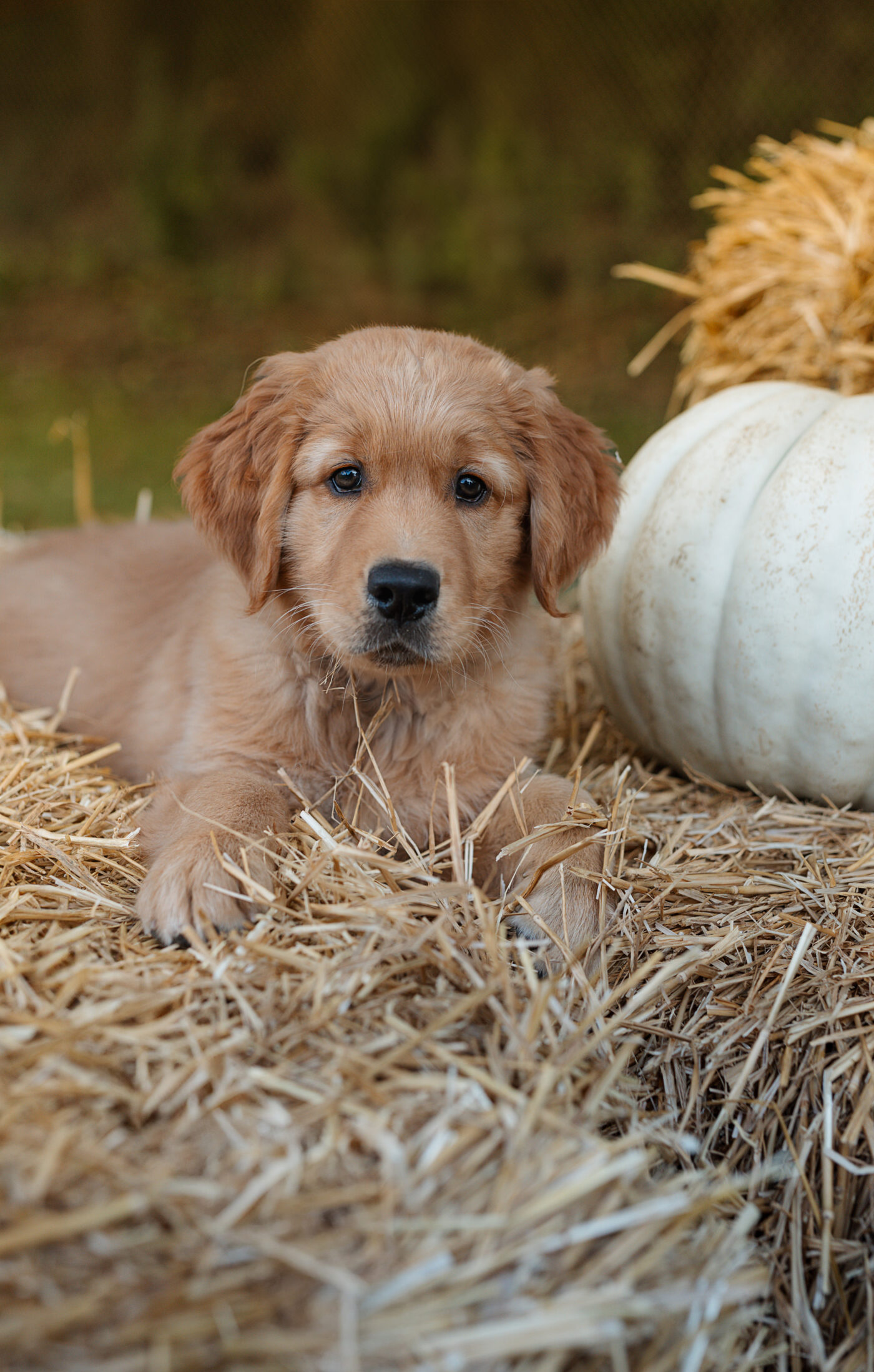 Fall Mini Session mit Hund, herbstlich arrangiertes Setting mit Stroh, Kürbissen und Blumen, Golden Retriever Welpe posiert, von Angelina Link in Kaufungen.